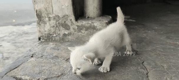 猫咪的成长历程（揭秘猫咪何时能开始行走，为主人解疑答惑）