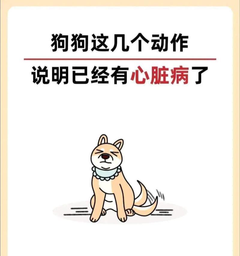 养这些名贵狗狗的心路历程（挑战心理和经济的喜爱之旅）