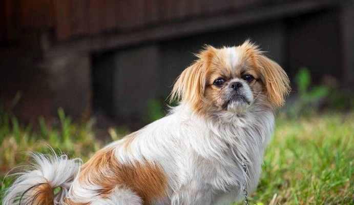 如何合理饲养和挑选中国京巴犬（按时喂养和清洗，保证京巴犬健康快乐生活）