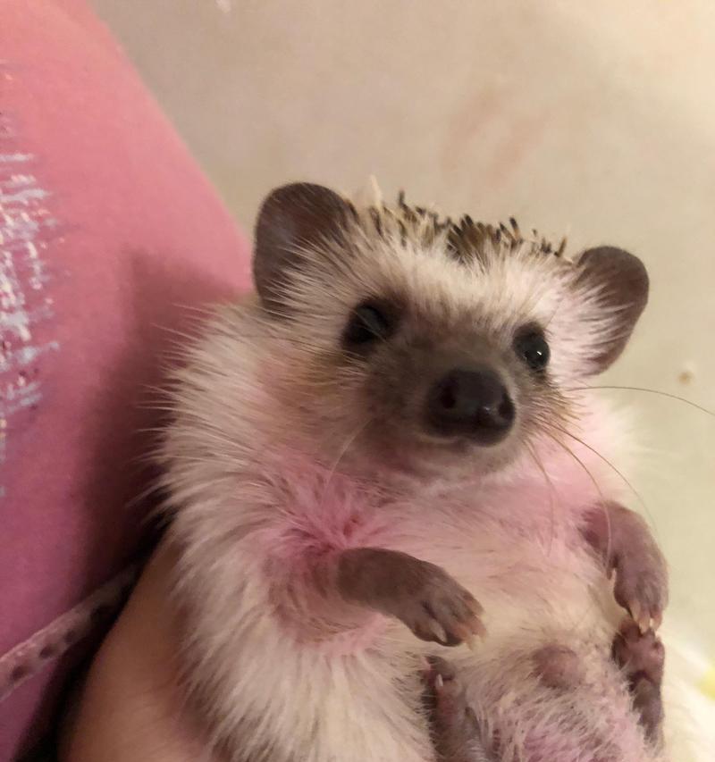以养刺猬能养多久？（解密刺猬的寿命和养护技巧）