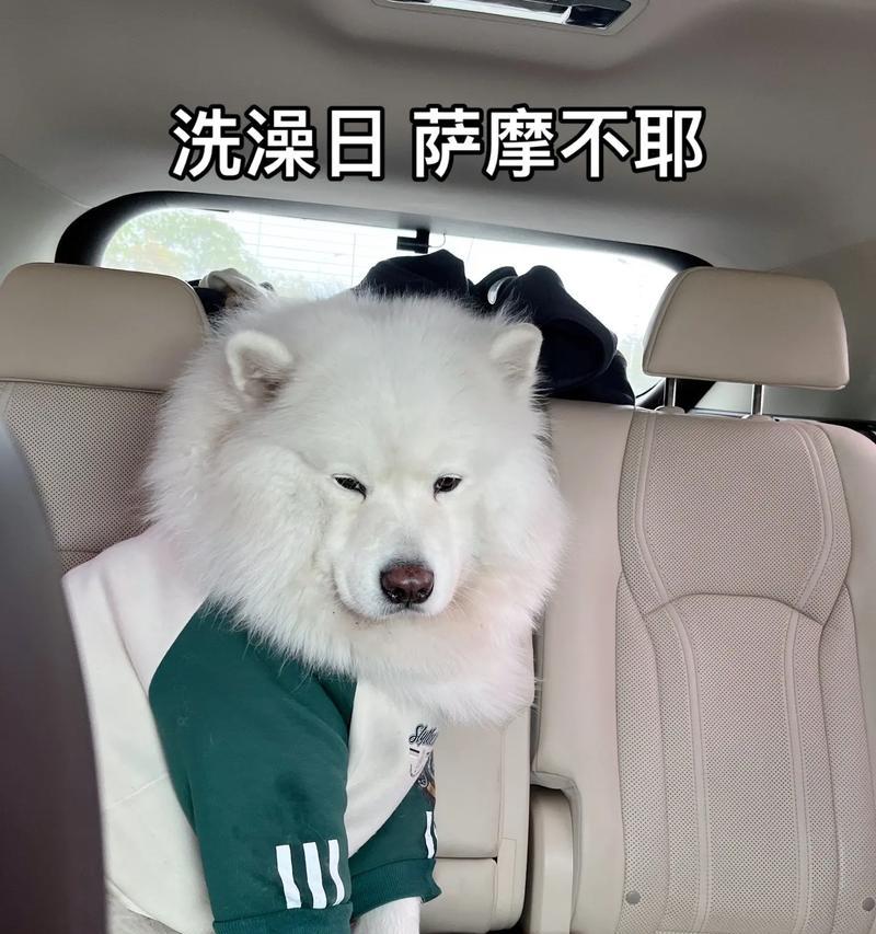 以萨摩耶犬的洗澡时间表（了解以萨摩耶犬合适的洗澡时间，让你的宠物保持清洁与健康）