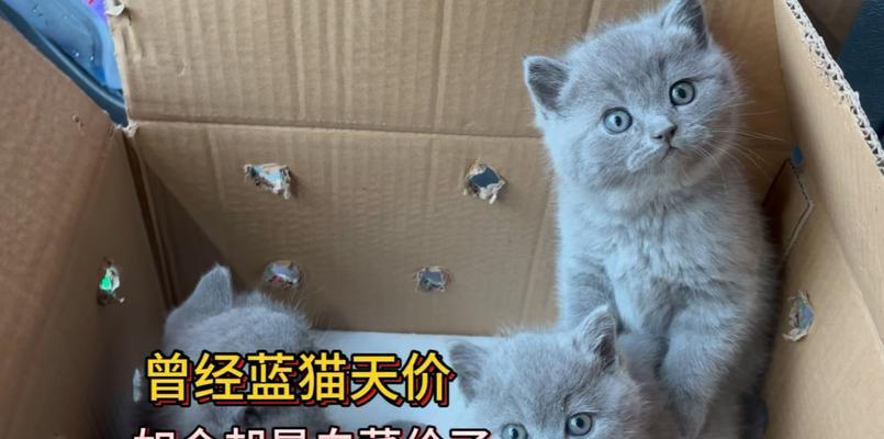 蓝猫价格表（从品种到品质，揭秘蓝猫价格背后的秘密）