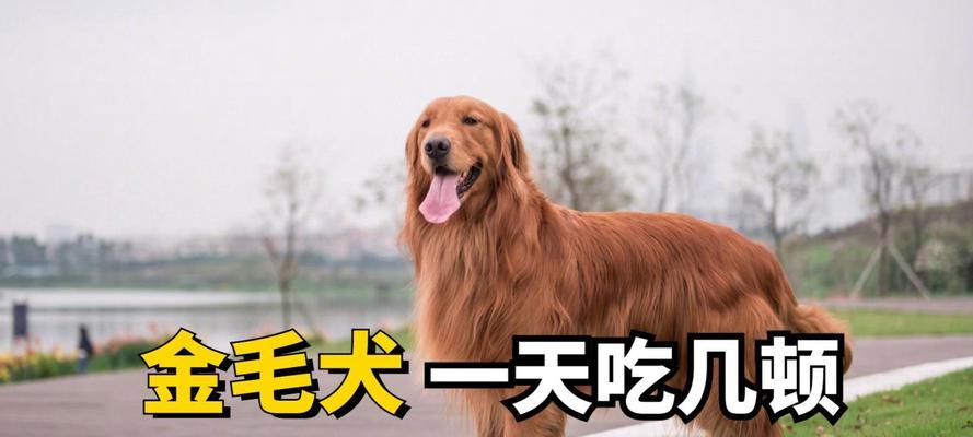 如何处理金毛犬拉稀问题（原因分析与解决方法）