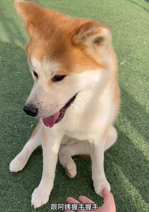 秋田犬的价格与市场行情（揭秘秋田犬市场的价格波动和消费趋势）