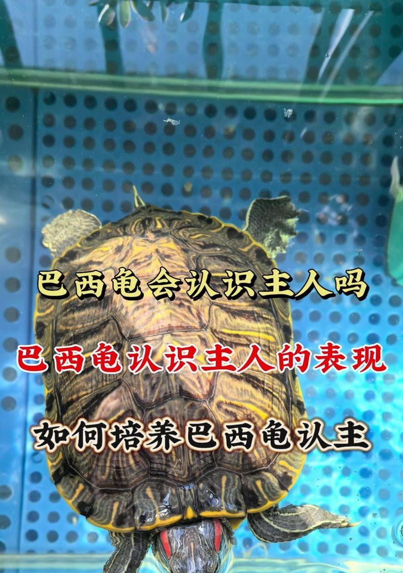 如何抚摸乌龟？掌握乌龟喜欢被人摸的方法（与乌龟建立亲密关系的秘诀，让它享受被摸的过程）