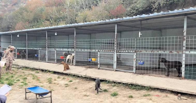 合肥的犬舍（探索合肥犬舍，给你的宠物犬一个快乐的家园）