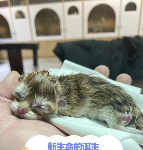 小猫生小猫需要多久？（猫咪生育周期及相关影响因素）