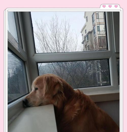 新手饲养金毛犬的终极指南（金毛犬饲养技巧及注意事项）