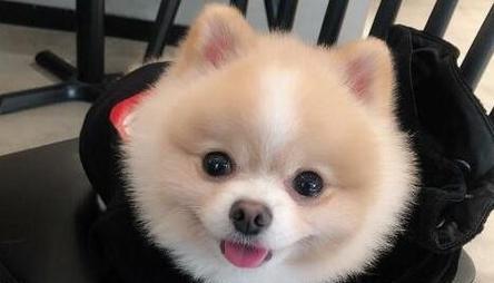 俊介犬和博美的不同之处（了解俊介犬和博美的价格和特点）