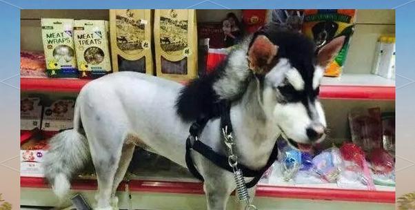 狗狗造型能管多久？（探索狗狗造型维持时间的关键因素）