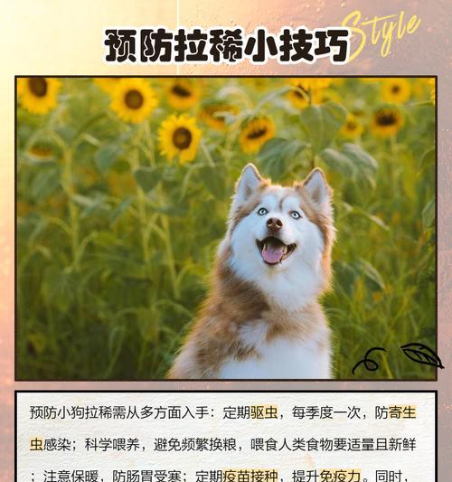 狗狗拉肚子的原因、治疗和护理方法