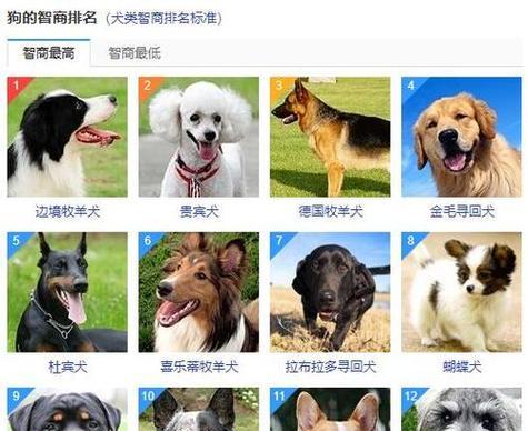 探索小型宠物狗的品种多样性（了解小型宠物狗的品种特点及选择技巧）