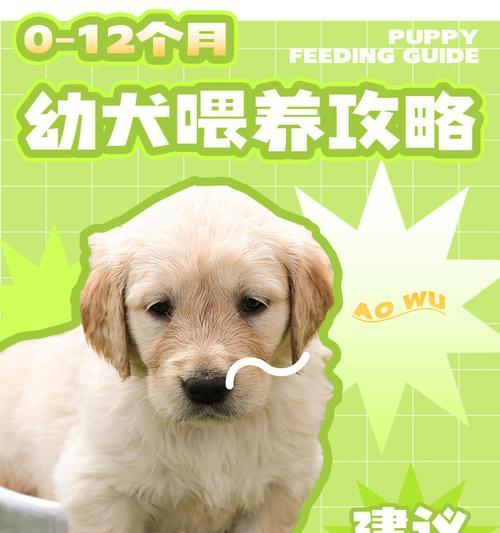 如何养好幼犬？六招教你成为贴心狗主人！（掌握这些关键技巧，让你的幼犬健康快乐成长）