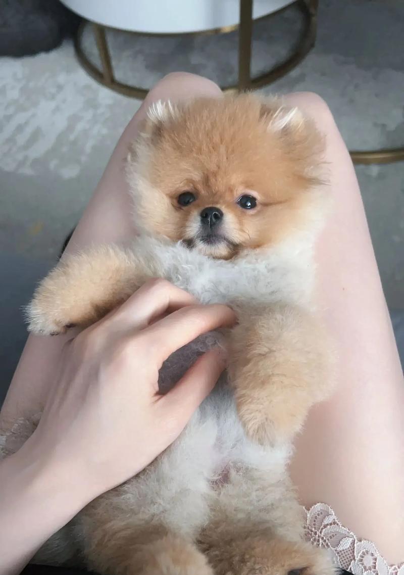 博美月经周期及特点解析（揭秘博美来月经的规律，关注博美健康）