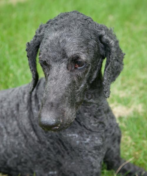 探秘标准贵宾犬的价格（解密市场上不同档次的标准贵宾犬价格与价值）