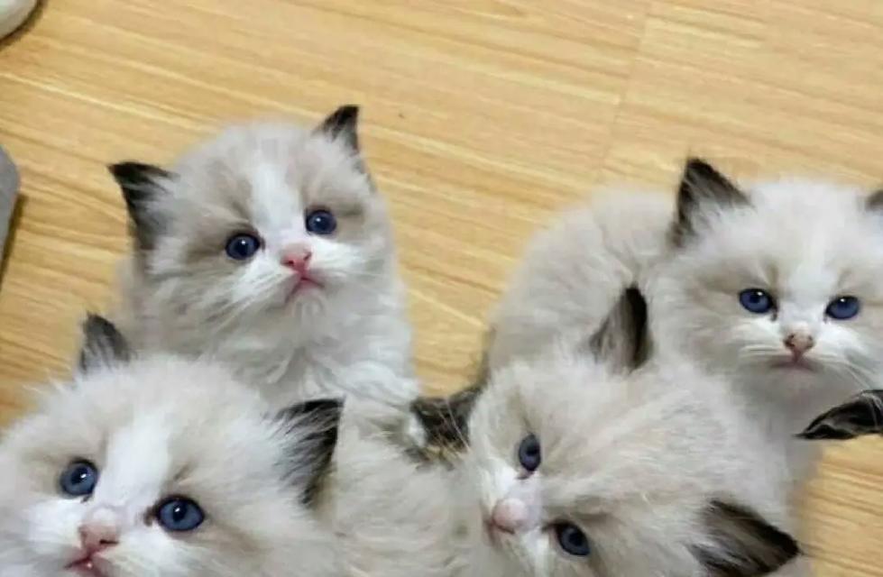 小猫生下来多久会开始叫？（探究小猫在成长过程中开始叫的时间）