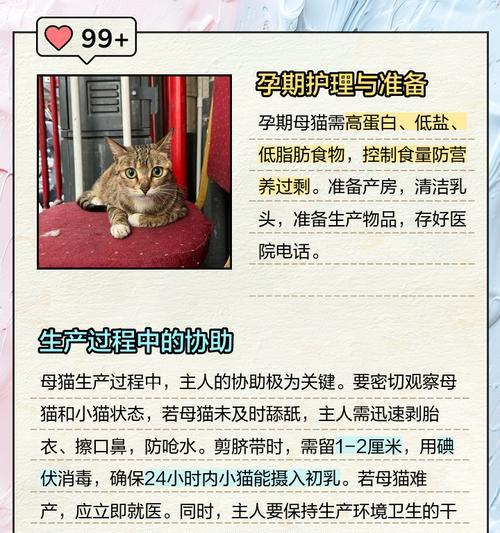 暹罗母猫孕期的持续时间及注意事项（探索暹罗母猫孕期的时间长度和如何照顾她们）