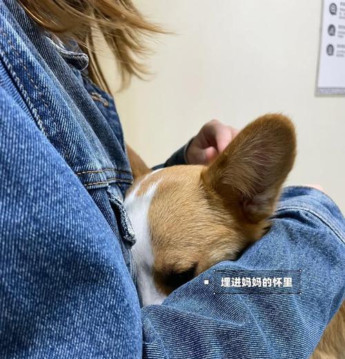 母狗绝育手术后恢复时间及注意事项（了解母狗绝育手术的恢复期和必要的护理措施）
