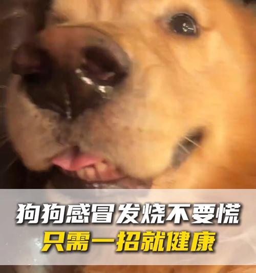 狗狗发烧的常见症状及处理方法（探讨狗狗发烧的原因及预防措施）