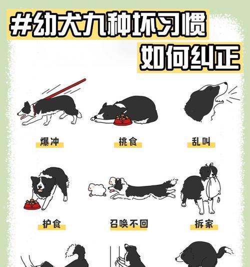 正确饲养狗狗的3大期间方法（建立亲密关系，提供适当食物和关怀，营造安全环境）