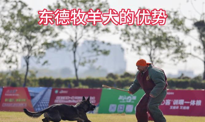 养一只以德牧幼犬，需要多久才能吃完一袋狗粮？（狗粮的消耗量和喂养时间）