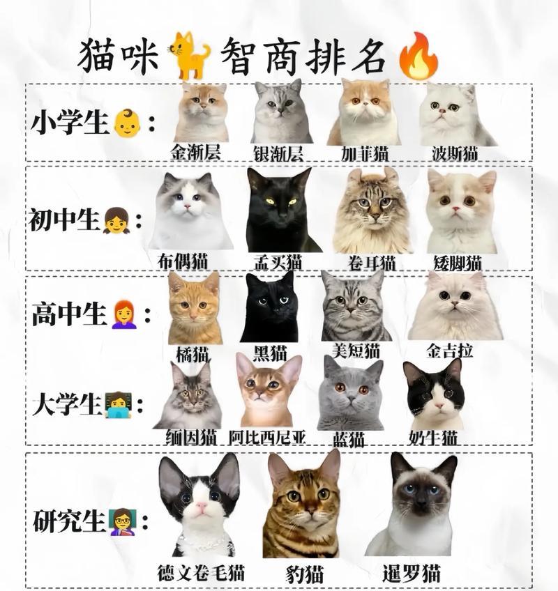了解小猫的不同品种（探索小猫世界的多样性）