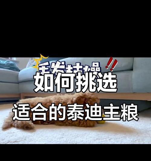 泰迪挑食？学会三招让泰迪不再拒食！（为什么泰迪会不吃不喝？如何解决泰迪挑食问题？）