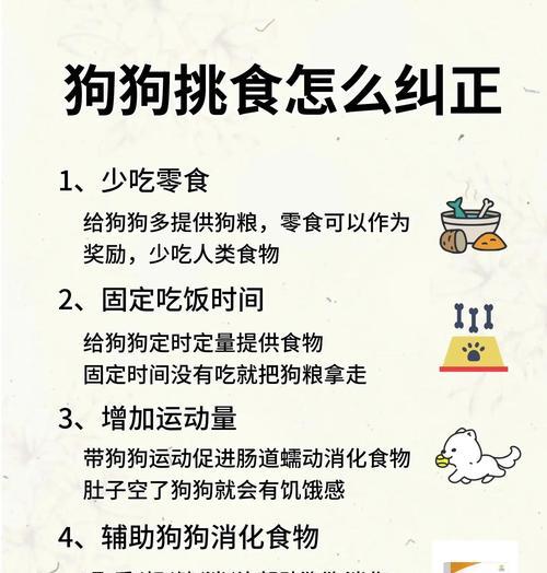 如何纠正狗狗挑食习惯（合理喂食让狗狗健康快乐）