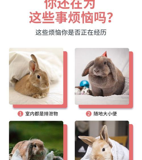 兔子排尿周期及其重要性（兔子排尿周期对健康的影响和养护建议）