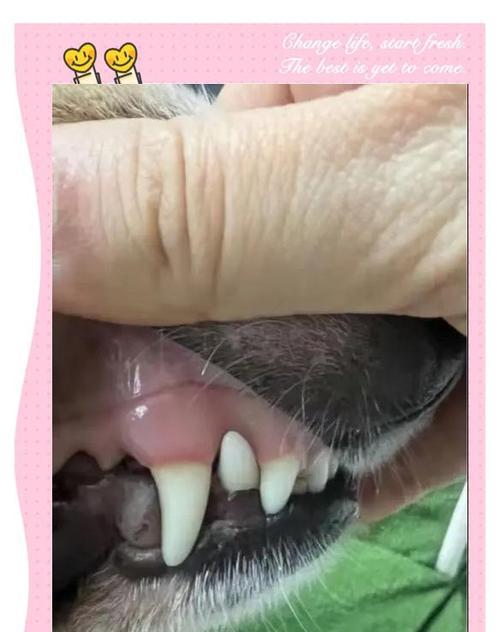 狗贫血（探索狗贫血的临床症状及预防措施）