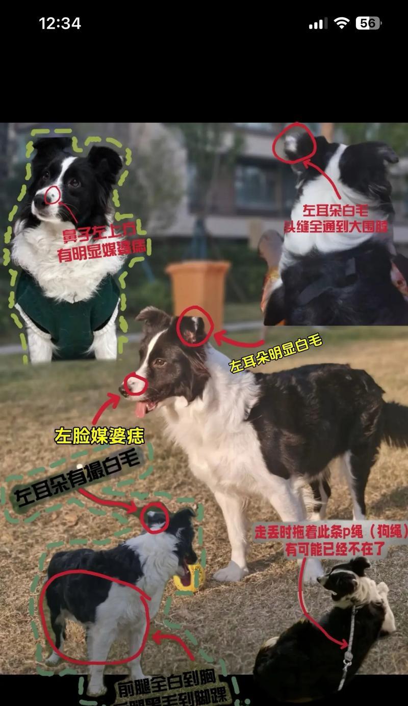 边境牧羊犬养护指南（培养幸福健康的边境牧羊犬宠物生活）