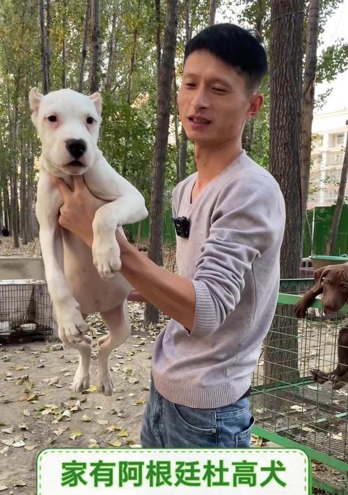 阿根廷杜高犬的养护指南（了解如何照顾你的阿根廷杜高犬，让它健康快乐）