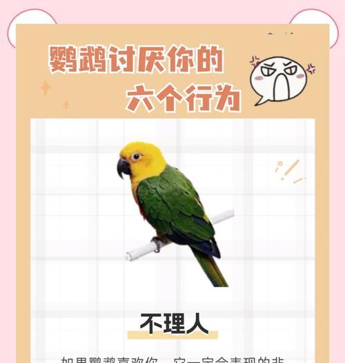如何判断家养鹦鹉是否认主？（5种表现揭示鹦鹉的喜爱之情）