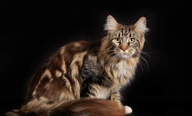 七种大型猫中，你会选择哪一只？（看似凶猛，实则内心温柔的大型猫，你是否被其魅力所吸引？）