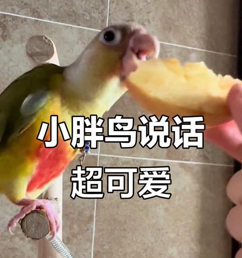 鹦鹉学会说话需要多长时间？（探索鹦鹉学习语言的时间和条件）
