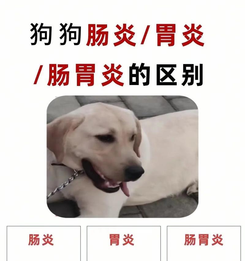 狗狗肠胃问题（了解狗狗肠胃问题背后的原因，保护它们的健康）
