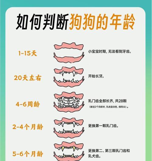 狗狗的成长过程及时间需求（从出生到成年，了解狗狗的成长过程和时间要求）