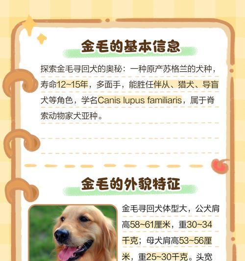 金毛犬价格一览（了解金毛犬的价格范围，购买前一定要看清楚！）