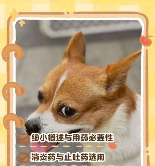 细小犬洗澡时间控制（了解细小病毒，科学洗护宠物）