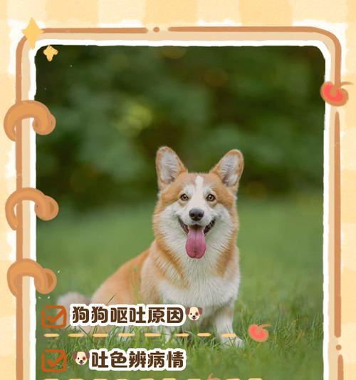 狗狗吃多了会吐，这是为什么？（吐的持续时间及如何处理）