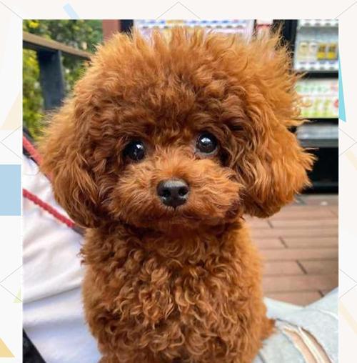 如何正确选择泰迪犬？（了解泰迪犬的特征和选购注意事项）
