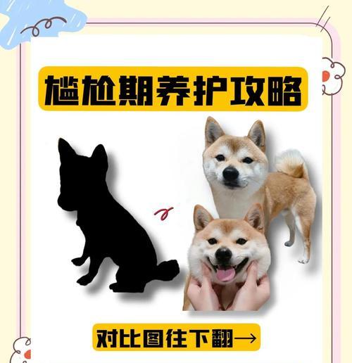 狗狗的青春期（青春期的狗狗）