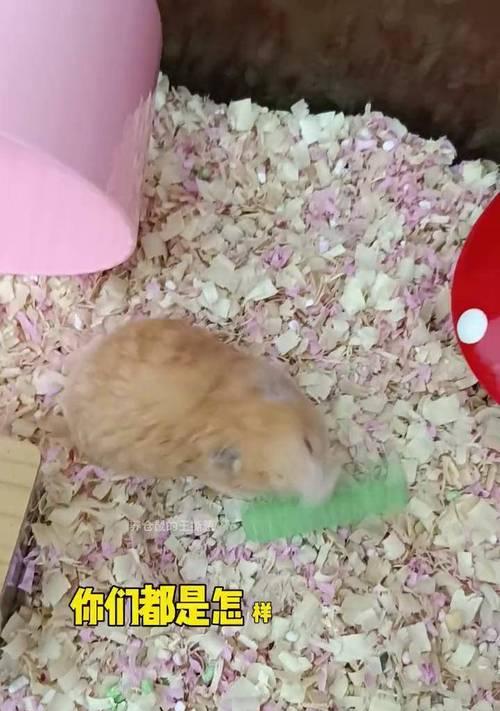 如何给仓鼠理毛——清洁与护理技巧（仓鼠毛发清洁的必要性及正确方法）
