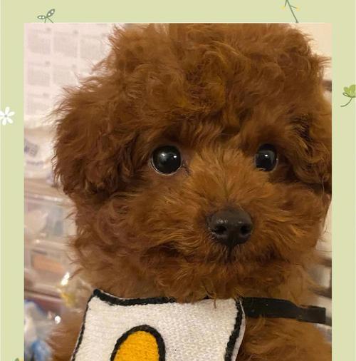 泰迪成年后的标准体重（探究泰迪犬成年后的理想体重和养护方法）