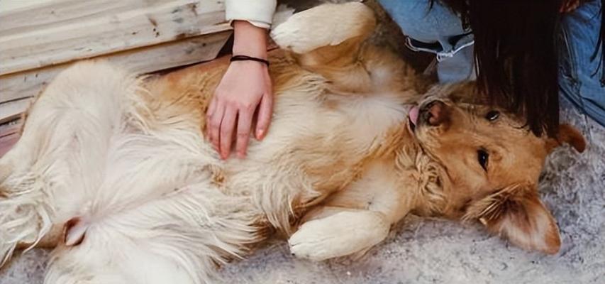 宠物狗分娩后多久能洗澡？（了解适时洗澡对母狗及新生幼犬的重要性）