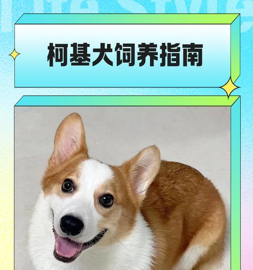 柯基犬的特征与个性特点（纯正柯基犬的特征与个性特点、魅力所在）