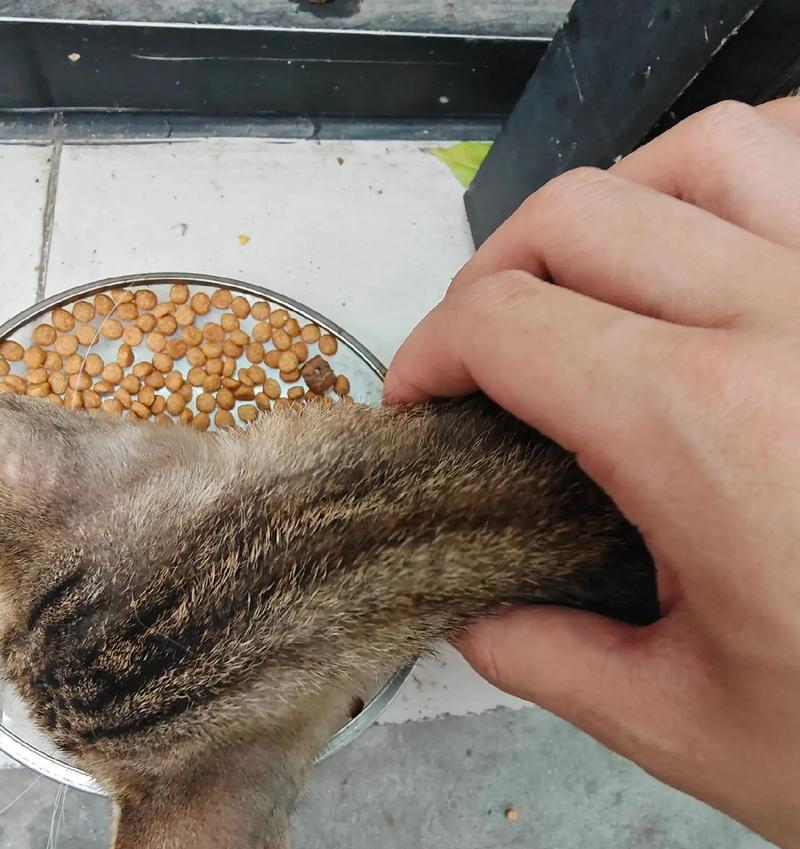 小猫咪肚子为什么很大？（探究小猫咪肚子大的原因及解决方法）