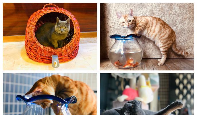 如何有效找回走失的爱猫？（猫咪走丢了？不要慌，这些方法帮你找回它！）