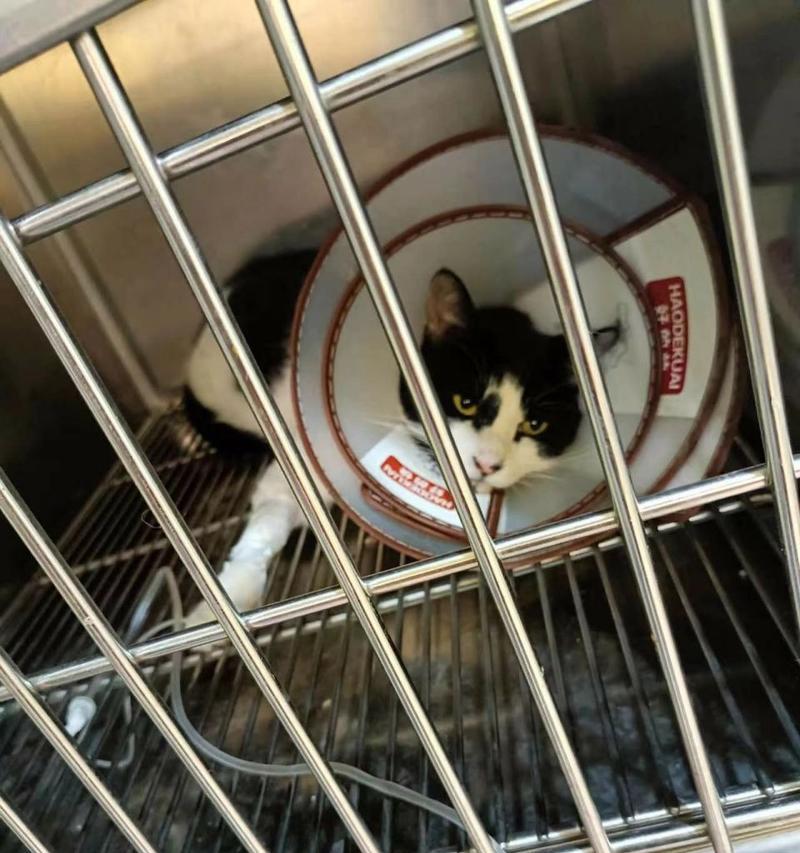 猫肾衰竭（揭示猫咪与肾衰的较量，肾衰的治疗，如何延长寿命）