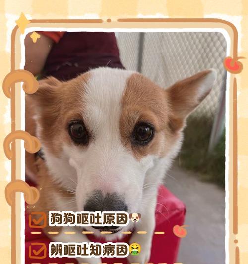 紧急措施（如何应对狗狗暴饮暴食情况，保护它的健康与安全）